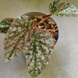 少し元気のないままで届いた ベゴニアスノーキャプド