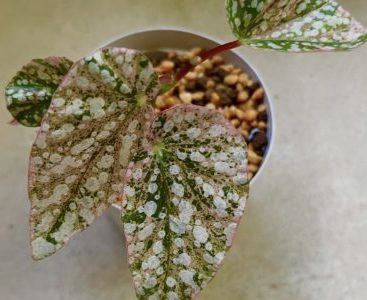 下のソーシャルリンクからフォロー